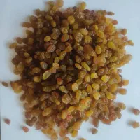 کشمش کیفیت درج یک و صادراتی(فروش عمده)