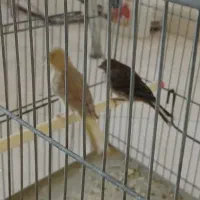 جوجه قناری خوش رنگ ۲ ماهه