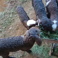 ۲ راس کاور ۲ راس میش زاییده