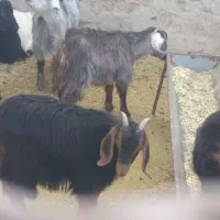 بزغاله ماده ریز قلم|حیوانات مزرعه|کمیجان, |دیوار