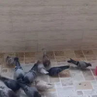 کفتر اصیل پرشی