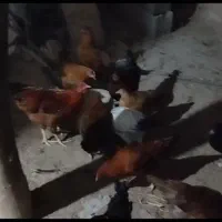 مرغ و فریک