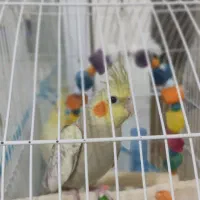 عروس هلندی|پرنده|رشت, نخودچر|دیوار