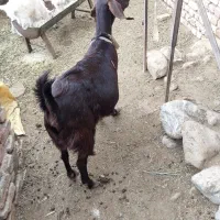 بزفروشی|حیوانات مزرعه|سده (خراسان جنوبی), |دیوار