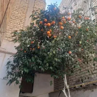 منزل-شهرک-سعدی-وفائی