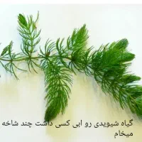 گیاه شیویدی آکواریوم|ماهی|سبزوار, سجاد|دیوار