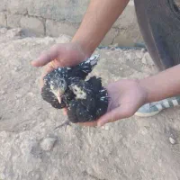 فروش جوجه مرغ نژاد دار