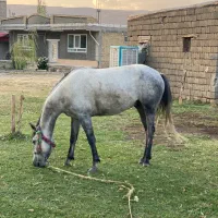 اسب|اسب و تجهیزات اسب‌سواری|ارومیه, |دیوار