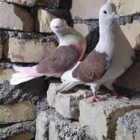 ی جفت نرو ماده پشدار قرمز|پرنده|معصومیه, |دیوار