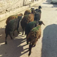 بره ماده سالم سلامت تضمینی|حیوانات مزرعه|قزوین, |دیوار