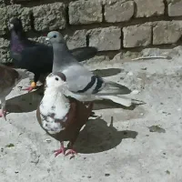 کفتر ملقی همه رنگ