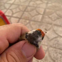 سهره ماده داغ سر