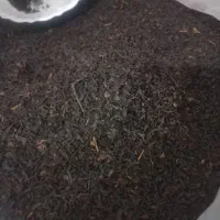 چای گیلان اصل
