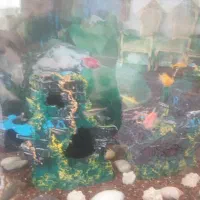 اکواریم با ماهی