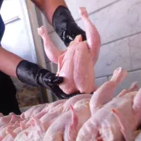 شاگرد حرفه ای برای خرد کردن مرغ