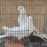 کبوتر|پرنده|ایلام, |دیوار