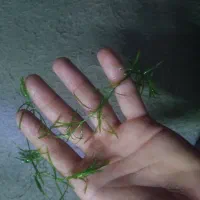 گیاه|ماهی|شیراز, فاضل|دیوار