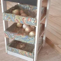 جای سیب زمینی و پیاز