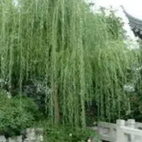 بید مجنون اصلی نهال طلایی نهالستان بید فری درخت