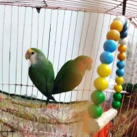 طوطی برزیلی پرنده دوست داشتنی وبا هوش|پرنده|بوشهر, |دیوار