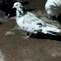 کبوتر گم شده