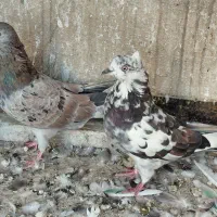 ۱۱عدد کبوتر مسافتی و تهرانی|پرنده|تهران, سعیدآباد|دیوار