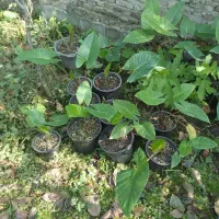 فروش گل بابادم|گل و گیاه طبیعی|خوشرودپی, |دیوار