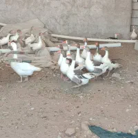 غازمعاوضه
