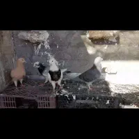 کبوتر یا کفتر