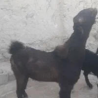 بزمری|حیوانات مزرعه|هامون, |دیوار