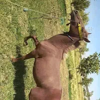 اسب نریان|اسب و تجهیزات اسبسواری|ازنا, |دیوار