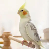 میخکوب بادی