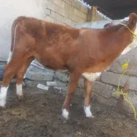 بچر سمینتال