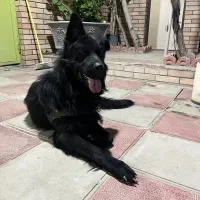 ژرمن شولاین مو بلند