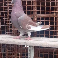 پلاکی نر|پرنده|میناب, |دیوار