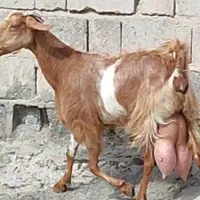 بز افغان پرشیر بدون کهره قیمت 23ملیون