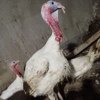 فروش بوقلمون