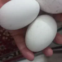تخم قوغاز