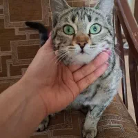 واگذاری گربه ببری بسیار ملوس و اهلی یک دست