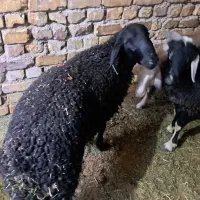 بره ریز متن و بخون
