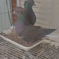 کبوتر زاغ دم سفید