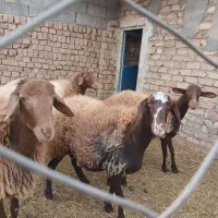 گوسفند چاق|حیوانات مزرعه|کاشان, فاز ۱ ناجی آباد|دیوار