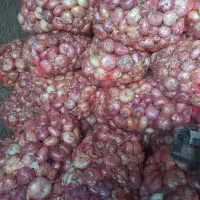 پیاز محلی|عمدهفروشی|قیدار, |دیوار