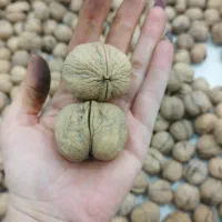 گردوی درجه یک مغز سفید|خوردنی و آشامیدنی|اهواز, گلستان|دیوار