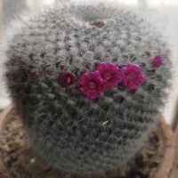 کاکتوس|گل و گیاه طبیعی|گرمی, |دیوار