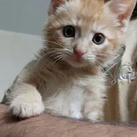 بچه گربه DSH