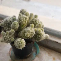 گل کاکتوس|گل و گیاه طبیعی|کاشمر, |دیوار