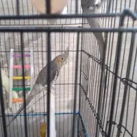 جوجه عروس هلندی به فروش میرسد|پرنده|رشت, سعدی (تختی)|دیوار