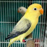 دنیای عروس هلندی،  کوتوله