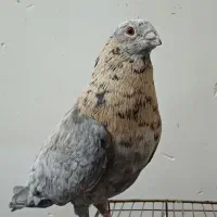 کبوتررنگی دورگ|پرنده|کارون, |دیوار